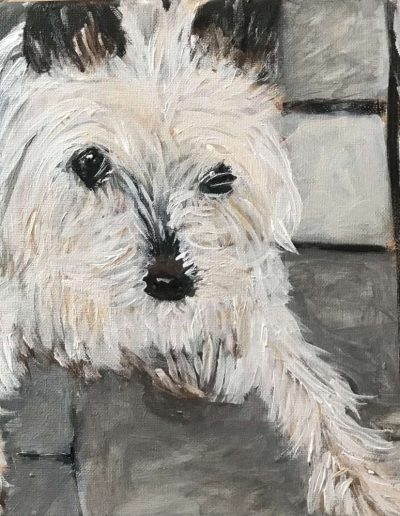 Pet-Gallery-03