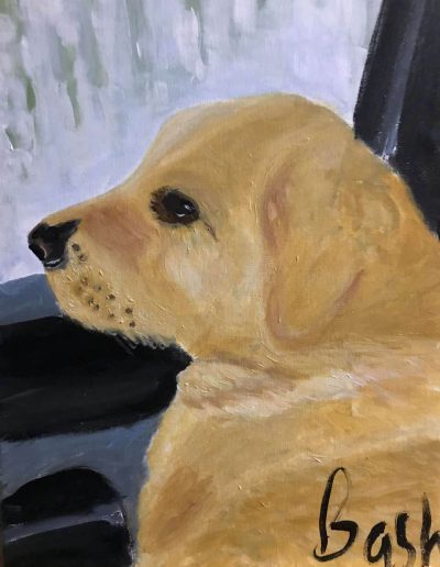 Pet-Gallery-05