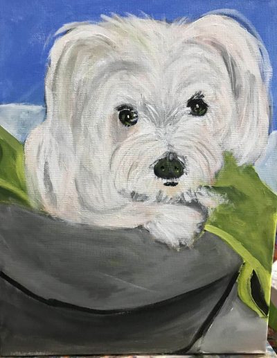 Pet-Gallery-18